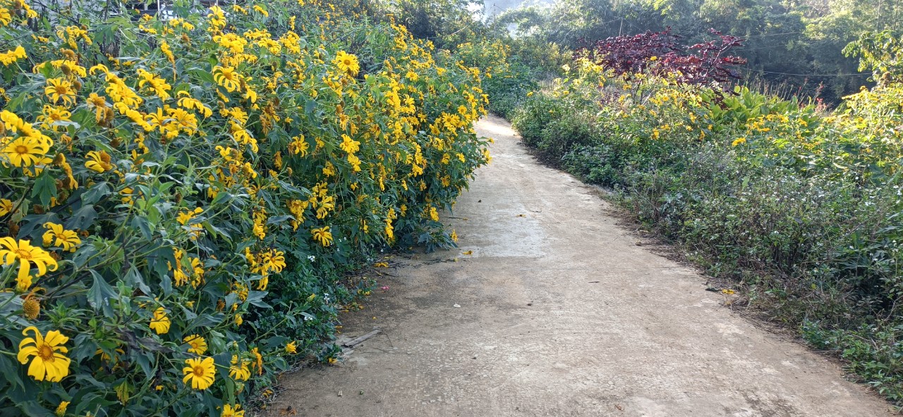 Mùa hoa dã quỳ 2