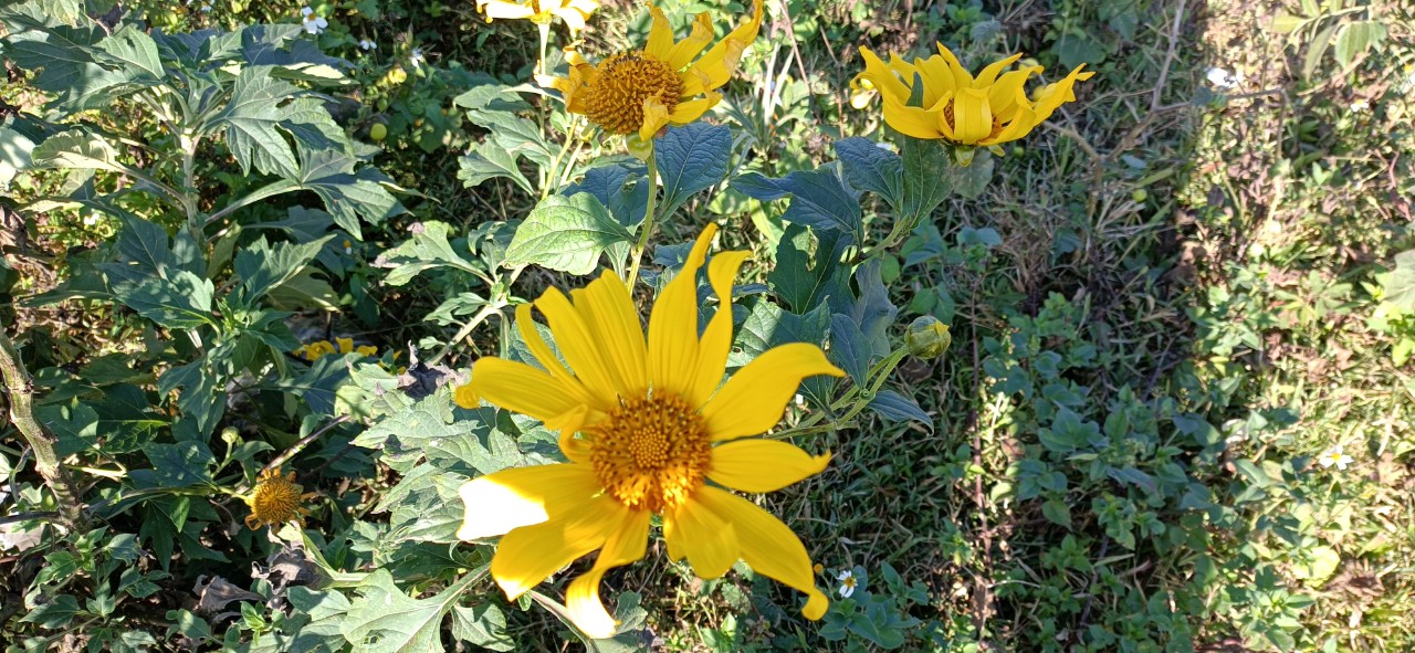 Mùa hoa dã quỳ 2