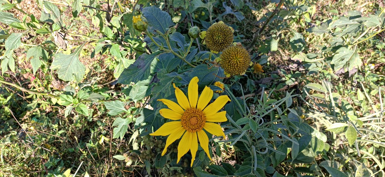 Mùa hoa dã quỳ 2