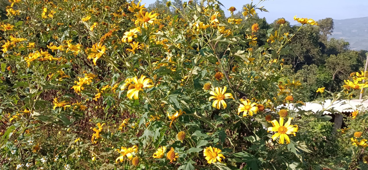 Mùa hoa dã quỳ 2