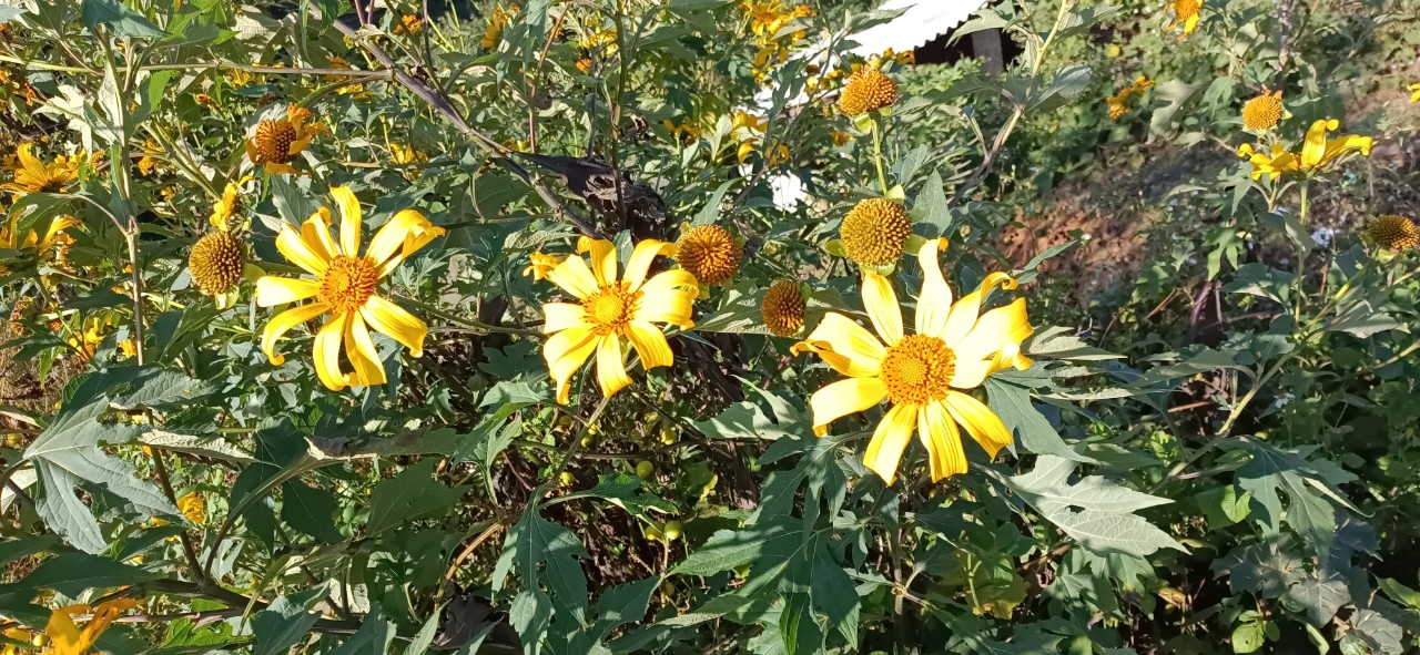 Mùa hoa dã quỳ 2