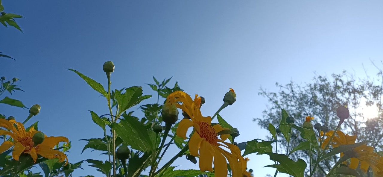 Mùa hoa dã quỳ 2