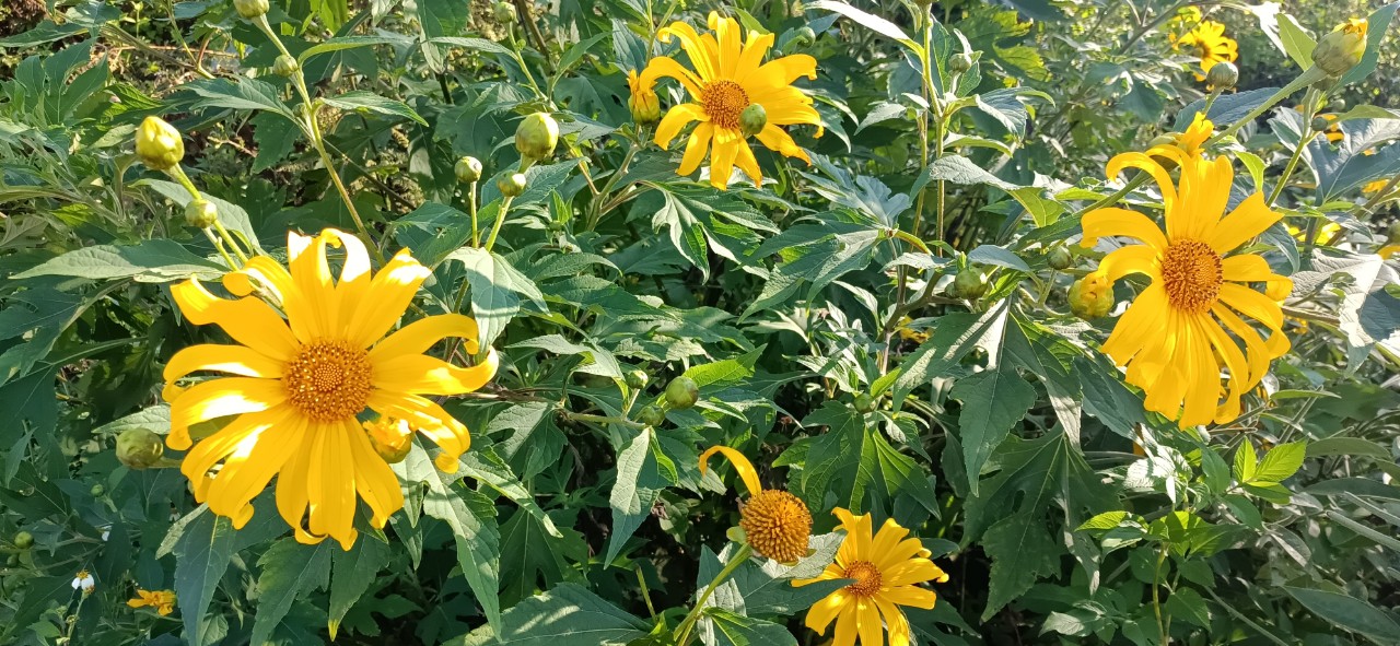 Mùa hoa dã quỳ 2