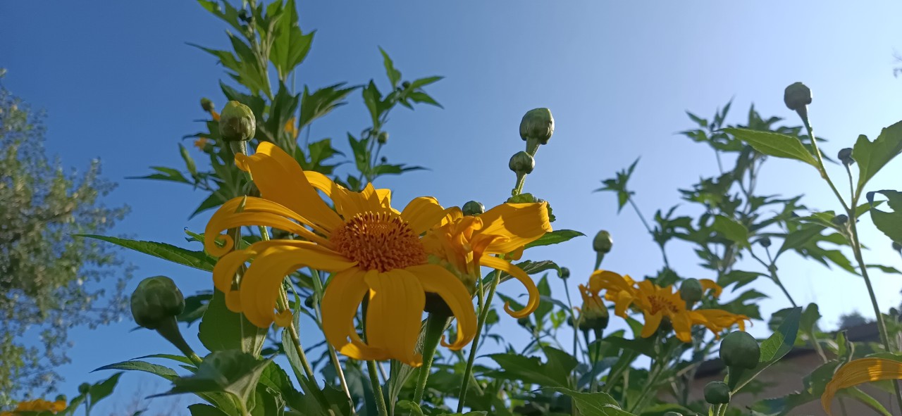 Mùa hoa dã quỳ 2