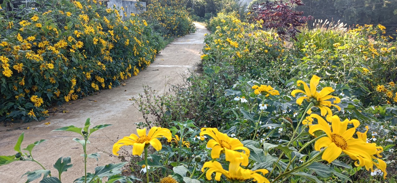 Mùa hoa dã quỳ 2