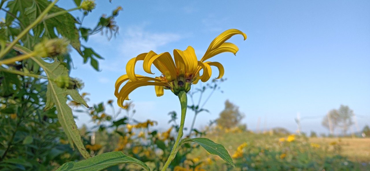 Mùa hoa dã quỳ 2