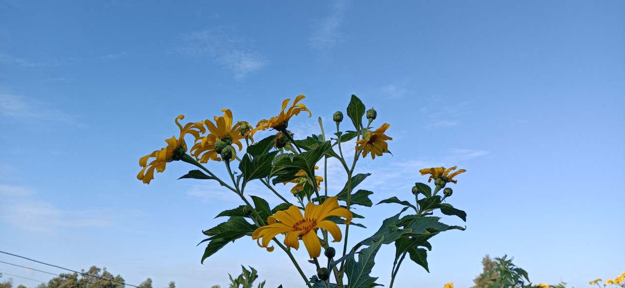 Mùa hoa dã quỳ 2