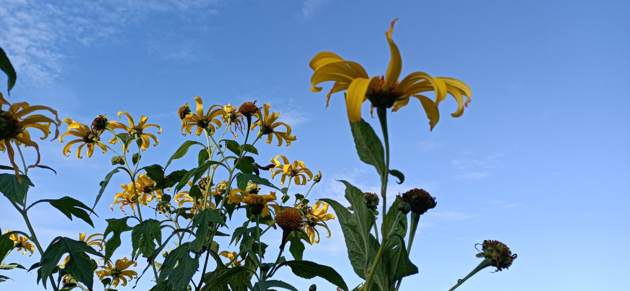 Mùa hoa dã quỳ 2