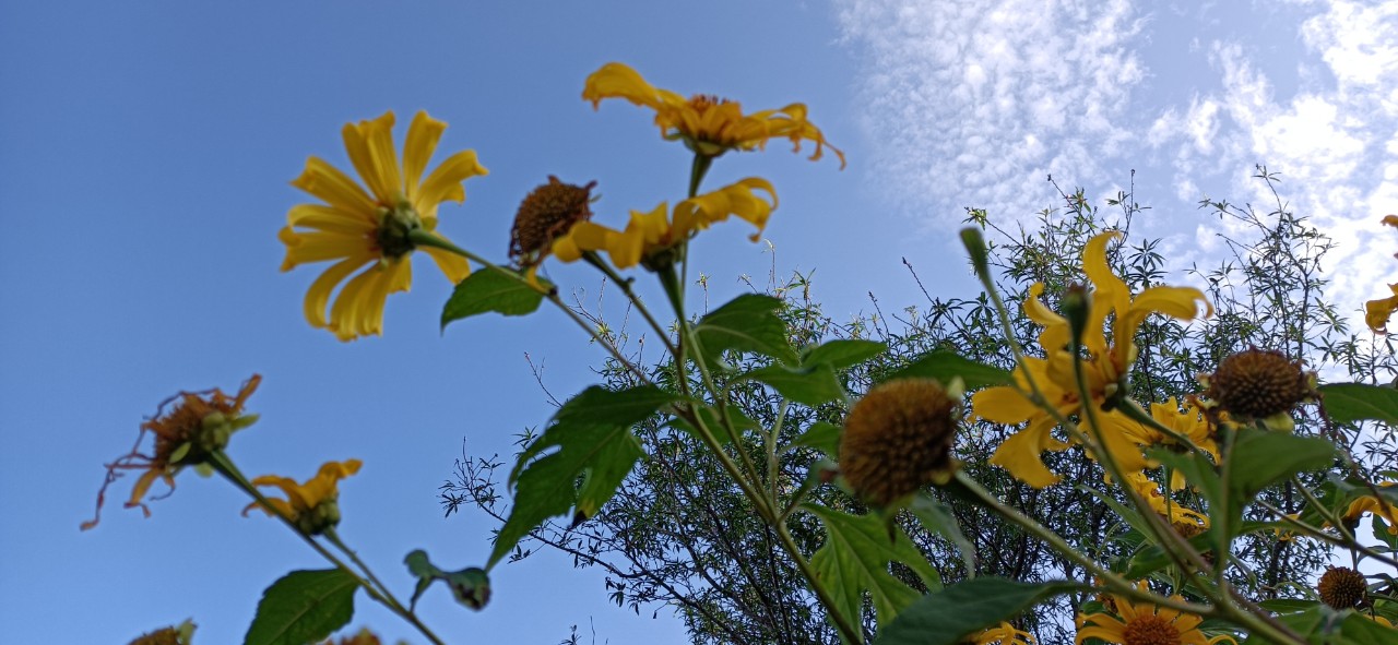 Mùa hoa dã quỳ 2