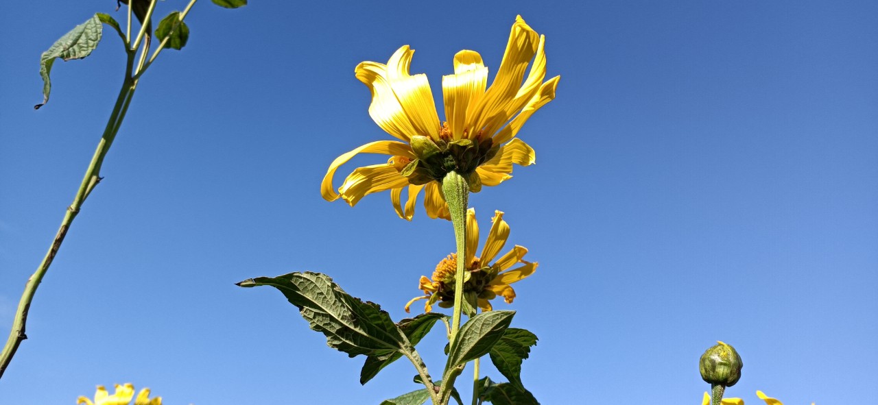 Mùa hoa dã quỳ 2