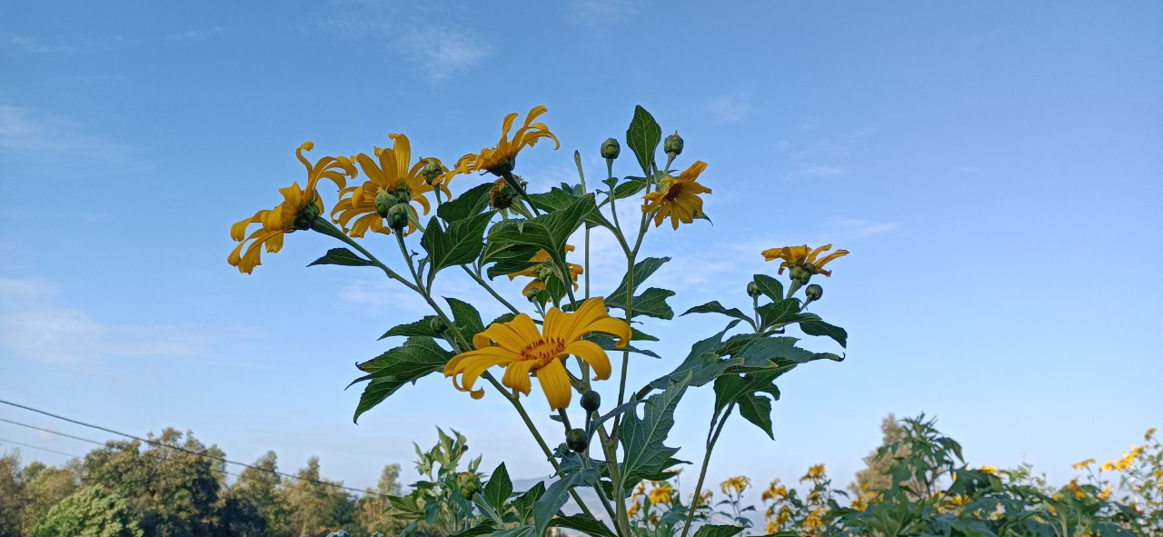 Mùa hoa dã quỳ 2