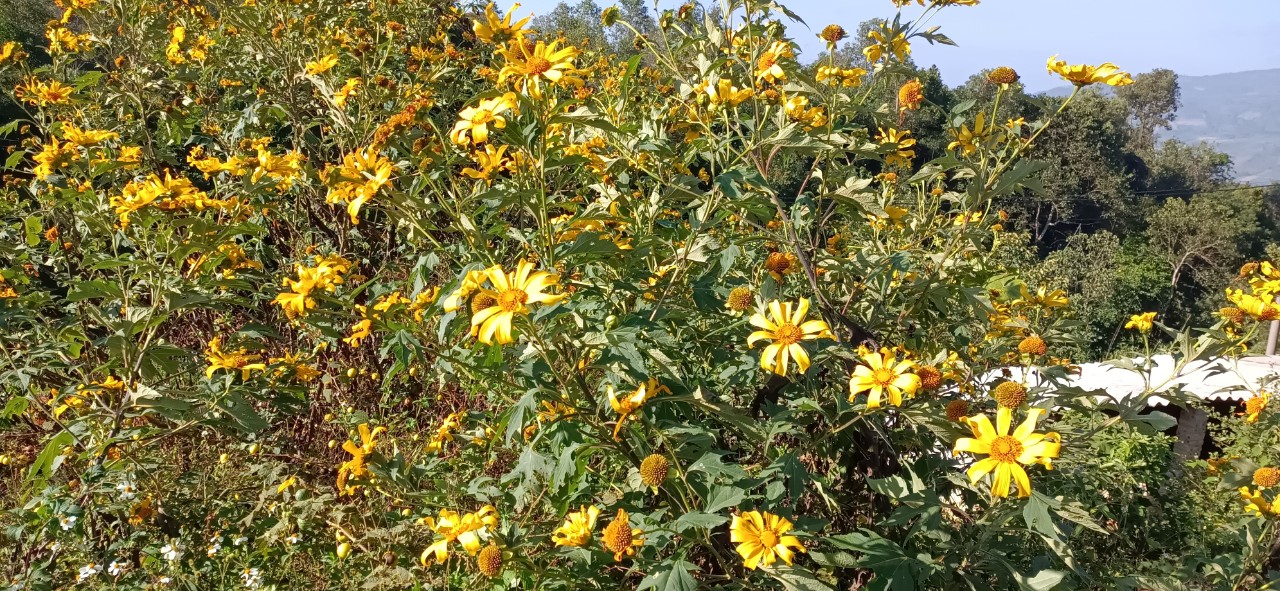 Mùa hoa dã quỳ 2