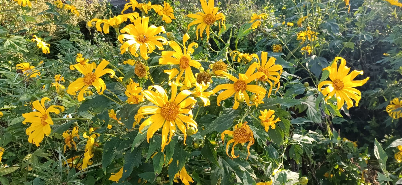 Mùa hoa dã quỳ 2