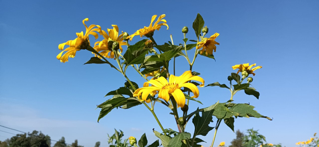 Mùa hoa dã quỳ 2