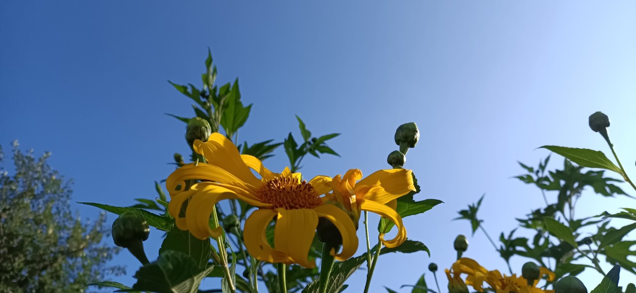 Mùa hoa dã quỳ 2