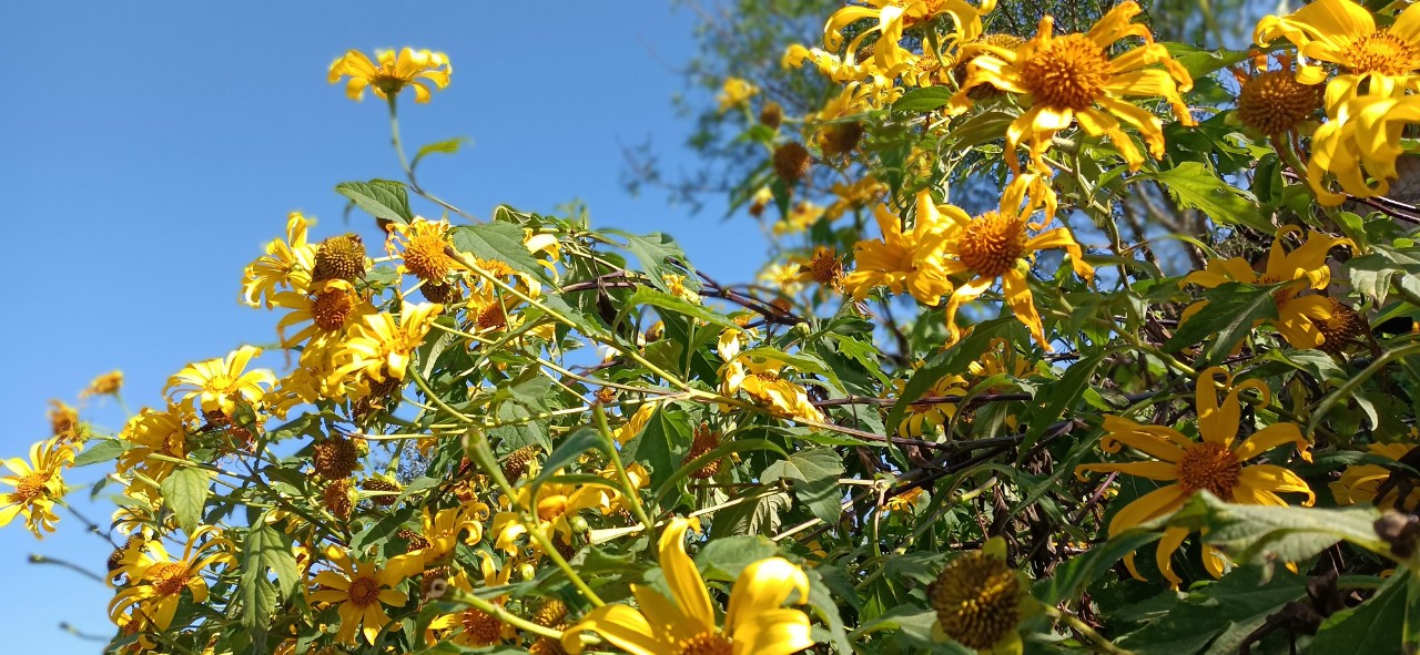 Mùa hoa dã quỳ 2