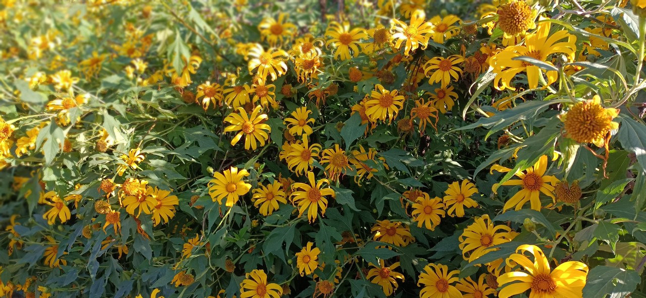 Mùa hoa dã quỳ 2