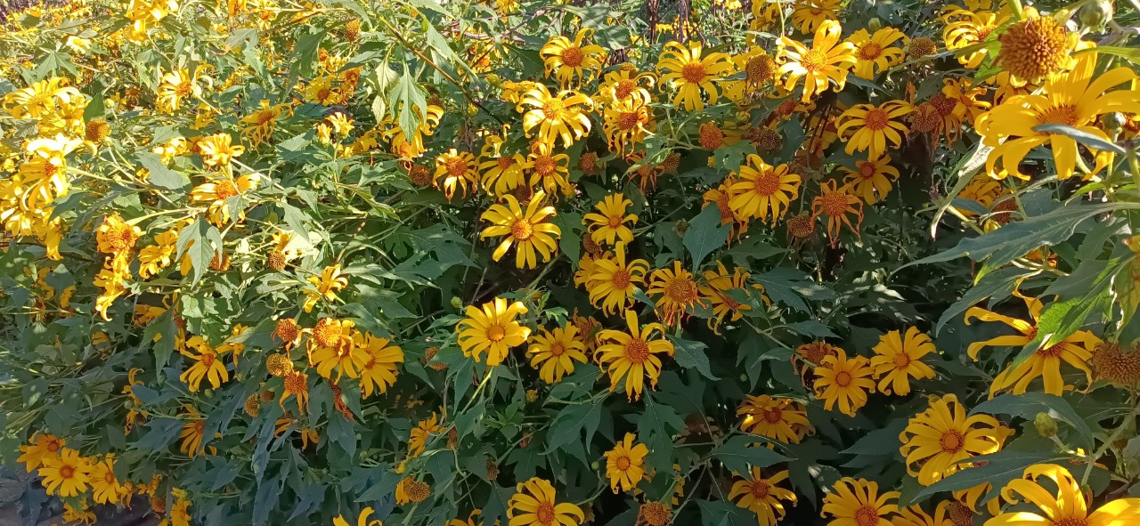 Mùa hoa dã quỳ 2